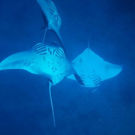Mai Dive' Astrolabe Reef Resort Naqara المظهر الخارجي الصورة