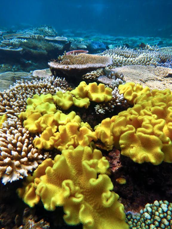 Mai Dive' Astrolabe Reef Resort Naqara المظهر الخارجي الصورة