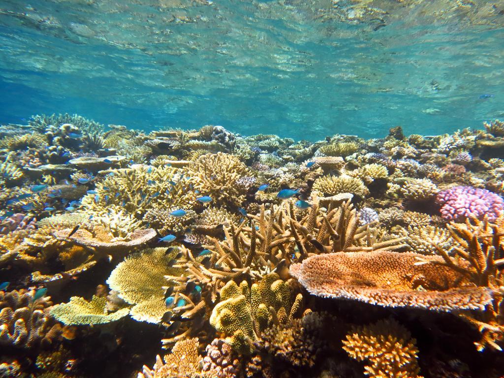 Mai Dive' Astrolabe Reef Resort Naqara المظهر الخارجي الصورة