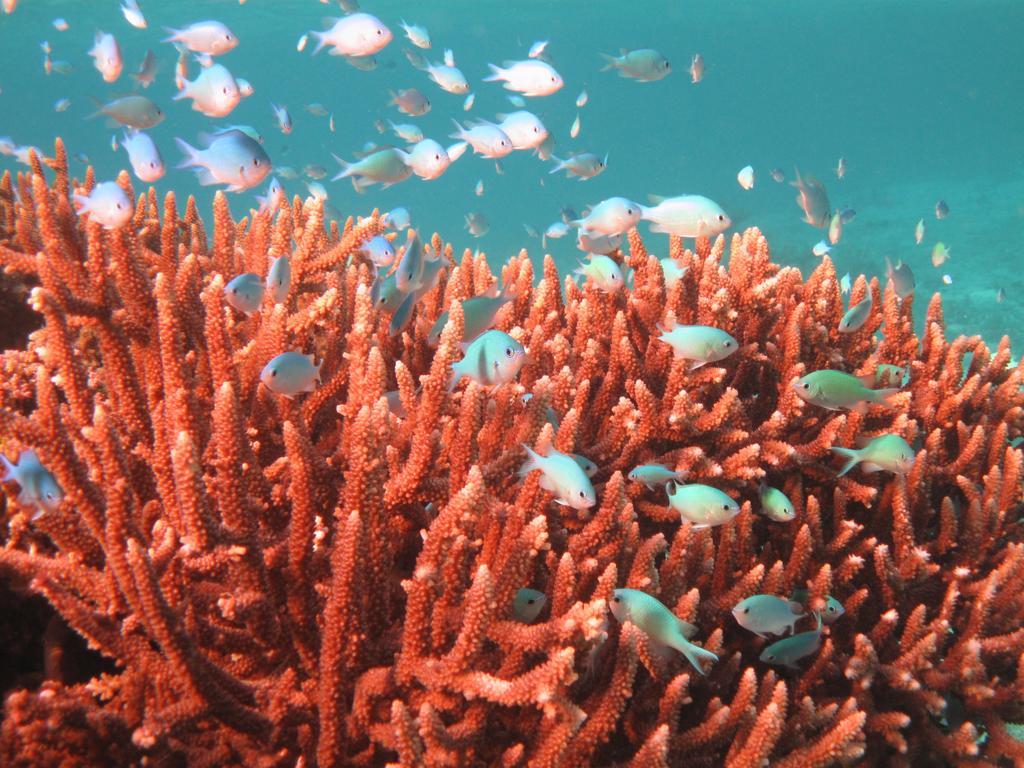 Mai Dive' Astrolabe Reef Resort Naqara المظهر الخارجي الصورة