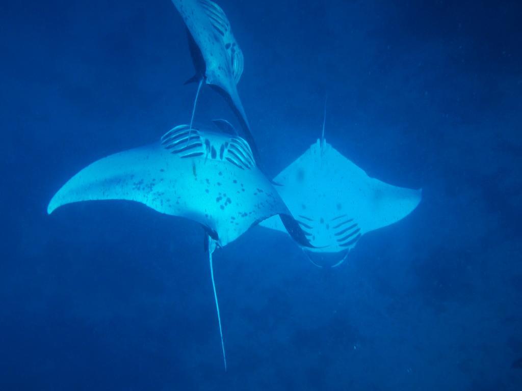 Mai Dive' Astrolabe Reef Resort Naqara المظهر الخارجي الصورة