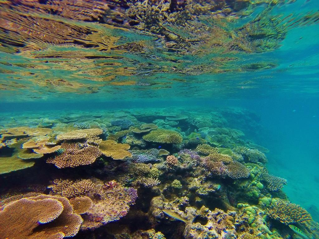 Mai Dive' Astrolabe Reef Resort Naqara المظهر الخارجي الصورة