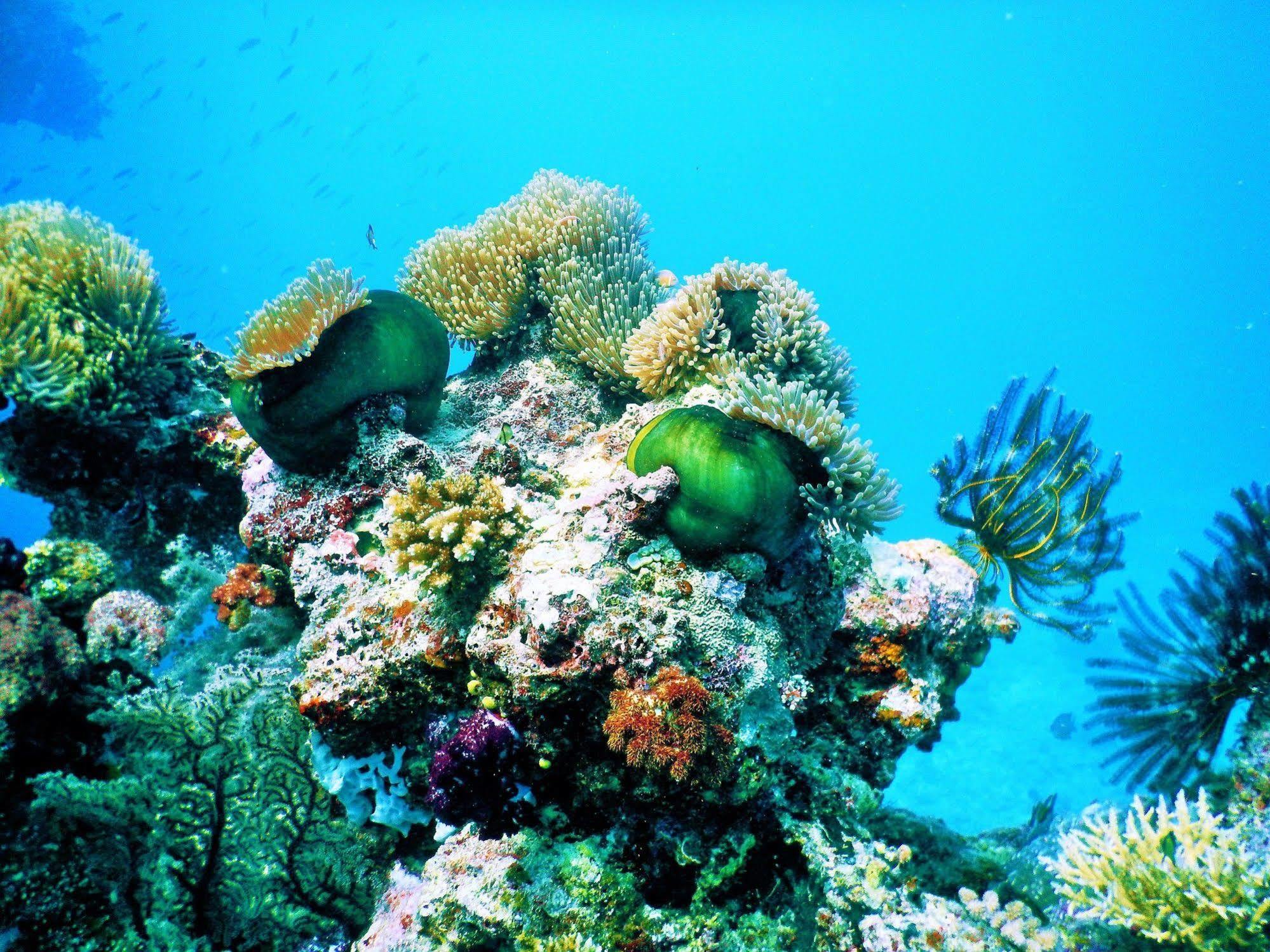 Mai Dive' Astrolabe Reef Resort Naqara المظهر الخارجي الصورة